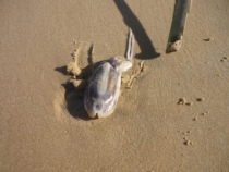 Кальмарчик, вид с другого бока