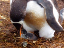 Пора подкрепиться 1