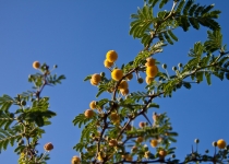 BVI_201218