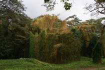 Кайо-Левиса