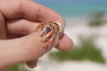 Кайо-Левиса