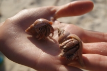 Кайо-Левиса