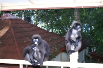 Достопримечательности на острове Лангкави | Langkawi