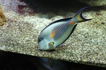 Впечатлениям вдогонку Ницца, Монте Карло