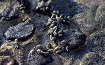 Мечты сбываются или небольшое путешествие: Паттайя-Ко-Чанг-Ко-Мак–Бангкок. Путевые заметки