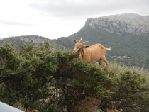 Алькудия (Alcúdia), июль 2012