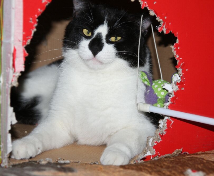 Поговорим о Кошках 21