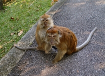 Джорджтаун