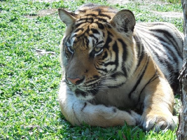 Месяц в Тае. Чианг Май - Ангкор - Ко Чанг