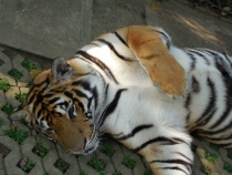 Месяц в Тае. Чианг Май - Ангкор - Ко Чанг