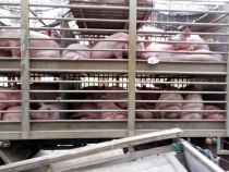 Месяц в Тае. Чианг Май - Ангкор - Ко Чанг