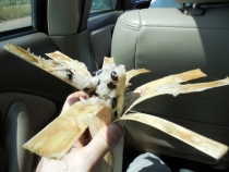 Месяц в Тае. Чианг Май - Ангкор - Ко Чанг