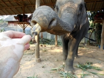 Месяц в Тае. Чианг Май - Ангкор - Ко Чанг