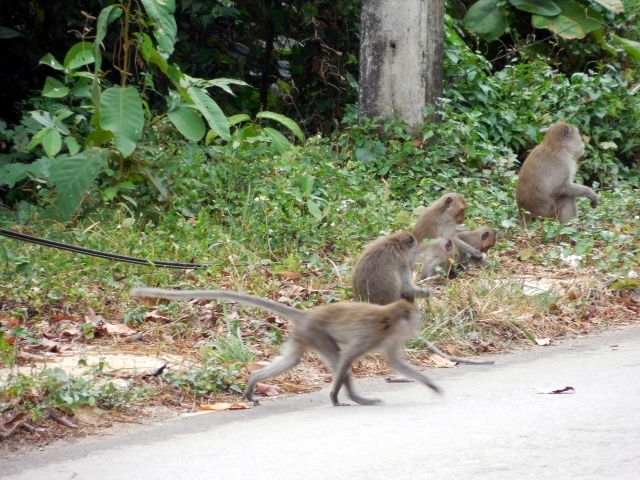 Месяц в Тае. Чианг Май - Ангкор - Ко Чанг