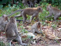 Месяц в Тае. Чианг Май - Ангкор - Ко Чанг