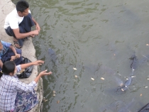 Мьянма (Мандалай, Баган, Янгон) -  Январь 2013 + фото