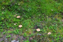 Языковой барьер. С квадратными глазами по Норвегии.