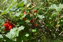 Языковой барьер. С квадратными глазами по Норвегии.