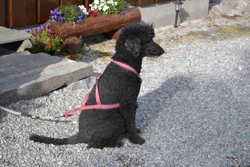 Языковой барьер. С квадратными глазами по Норвегии.