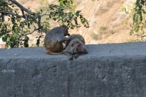 Краткий отчет. Раджастан-Агра-Орчча-Варанаси в феврале. Много фото