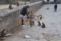 Краткий отчет. Раджастан-Агра-Орчча-Варанаси в феврале. Много фото