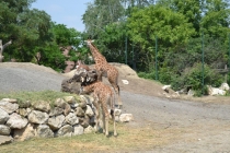 Сургут-Рим, 2011.Сургут-Париж, 2012.