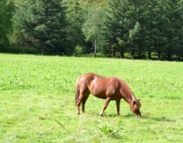 Языковой барьер. С квадратными глазами по Норвегии.
