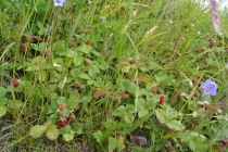 Языковой барьер. С квадратными глазами по Норвегии.