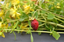 Языковой барьер. С квадратными глазами по Норвегии.