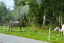 Языковой барьер. С квадратными глазами по Норвегии.