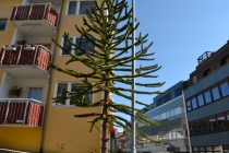 Языковой барьер. С квадратными глазами по Норвегии.