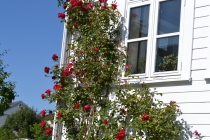 Языковой барьер. С квадратными глазами по Норвегии.