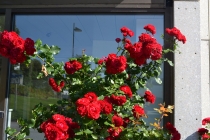 Языковой барьер. С квадратными глазами по Норвегии.