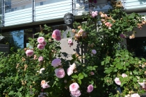 Языковой барьер. С квадратными глазами по Норвегии.