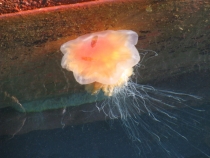 Языковой барьер. С квадратными глазами по Норвегии.