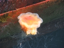 Языковой барьер. С квадратными глазами по Норвегии.