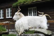 Langfoss и далее: (Rosendal, Buskerud, Rjukan, Månafossen)