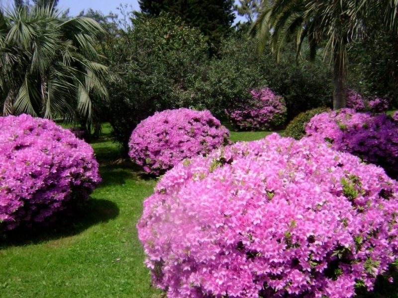 Одинокая поездка в Грузию-апрель 2012