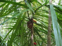 филиппины: эль нидо,бохол,данао,панглао,себу,боракай гонконг