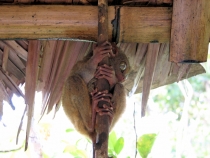 филиппины: эль нидо,бохол,данао,панглао,себу,боракай гонконг