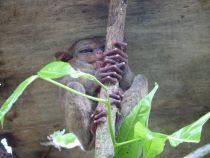 филиппины: эль нидо,бохол,данао,панглао,себу,боракай гонконг