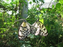 филиппины: эль нидо,бохол,данао,панглао,себу,боракай гонконг