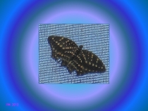 Парк Бабочек! Куала-Лумпур