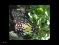 Парк Бабочек! Куала-Лумпур