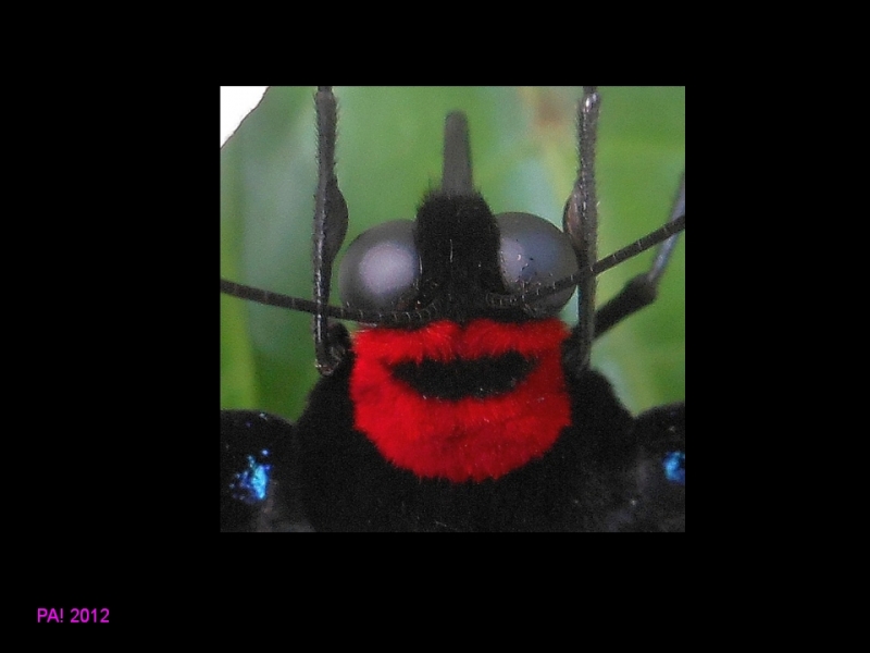 Парк Бабочек! Куала-Лумпур