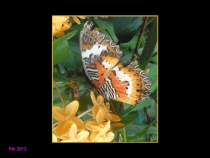 Парк Бабочек! Куала-Лумпур