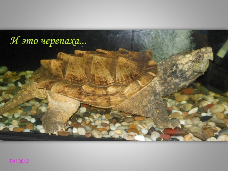 Парк Бабочек! Куала-Лумпур