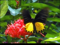 Парк Бабочек! Куала-Лумпур