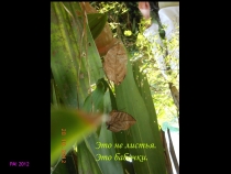 Парк Бабочек! Куала-Лумпур