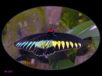 Парк Бабочек! Куала-Лумпур